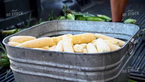 Family Shucking Sweet Corn - 248