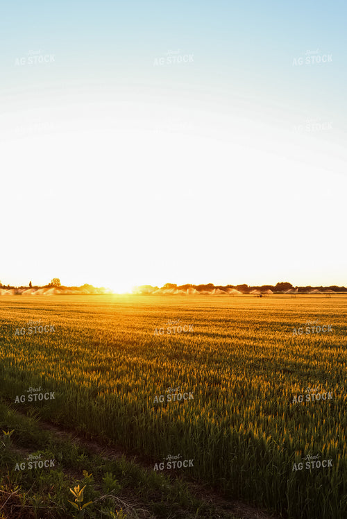 Field of Hay 83023