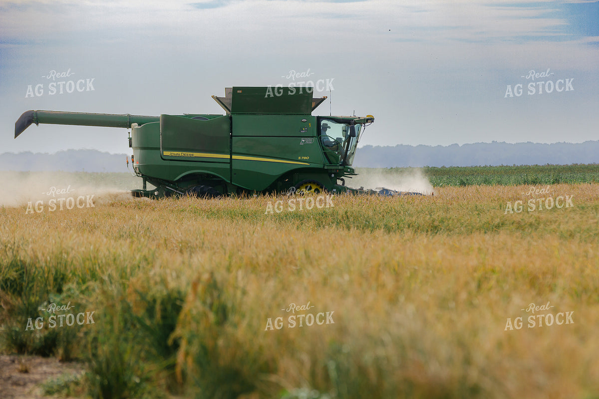 Rice Harvest 291113