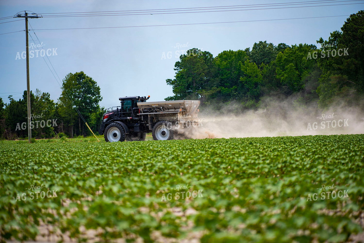 Spreading Dry Fertilizer in Cotton Field 136215