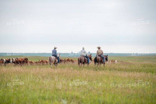 Rancher Herding Cattle on Horseback 212108