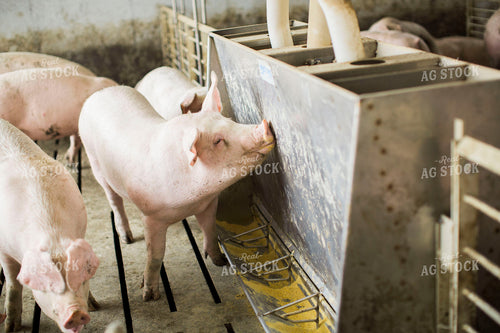 Pigs in Barn with Feeder 3888