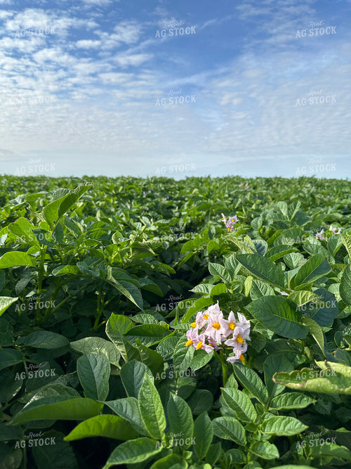 Midseason Potatoes 282000