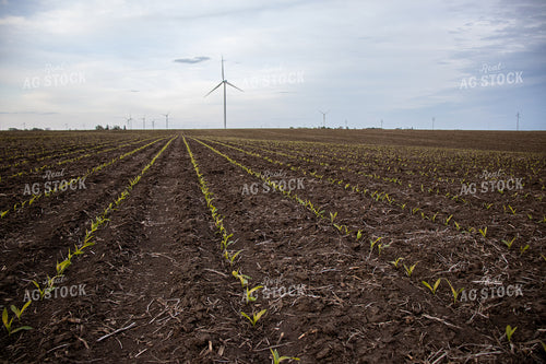 V1 Early Stage Corn 67085