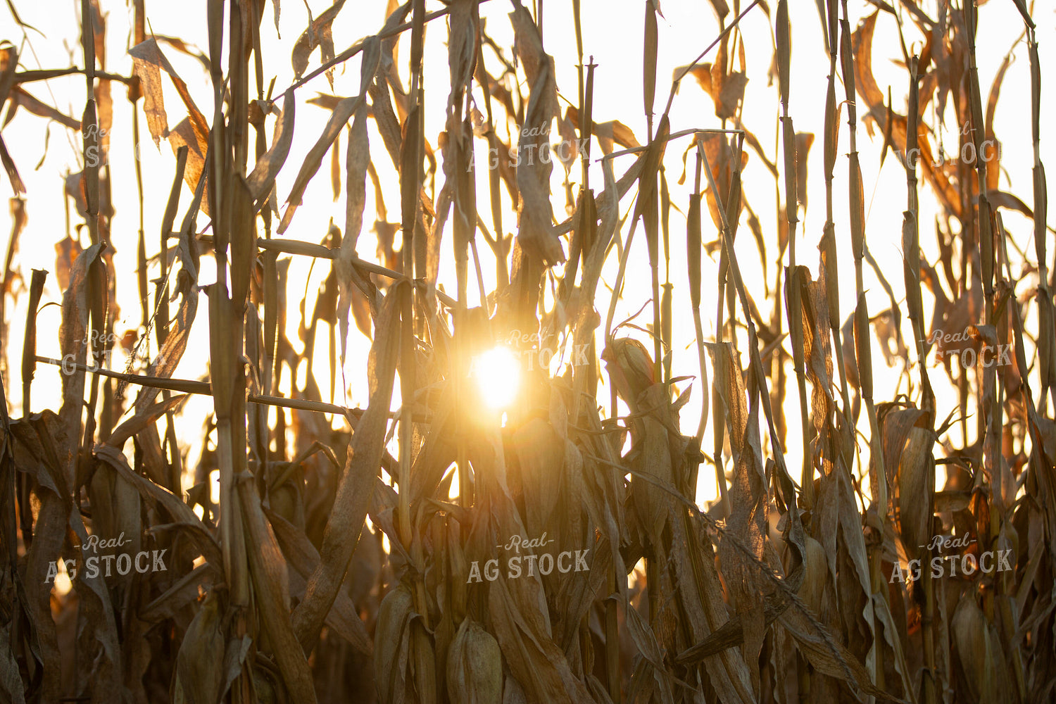 Dried Corn  157263