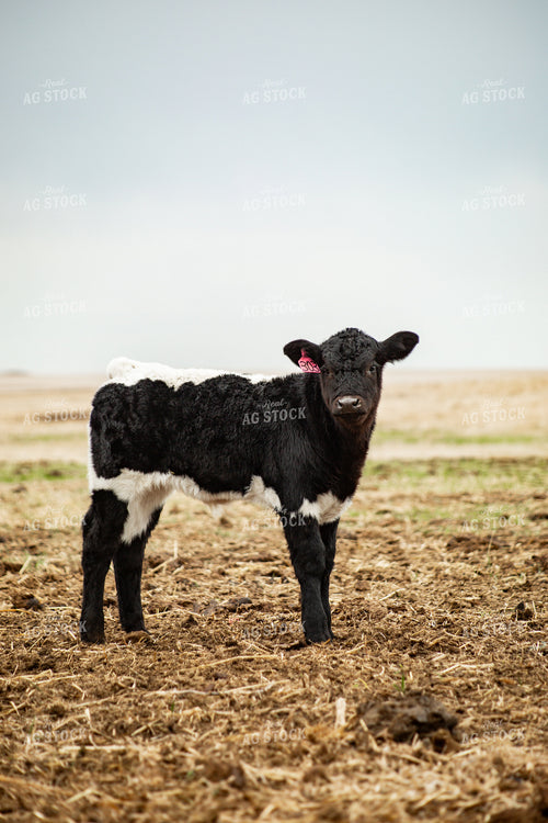 Crossbred Calf 155678