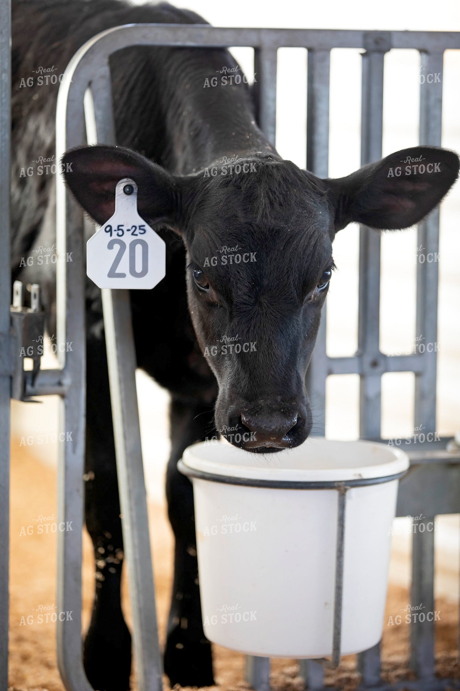 Beef on Dairy Calf 55210