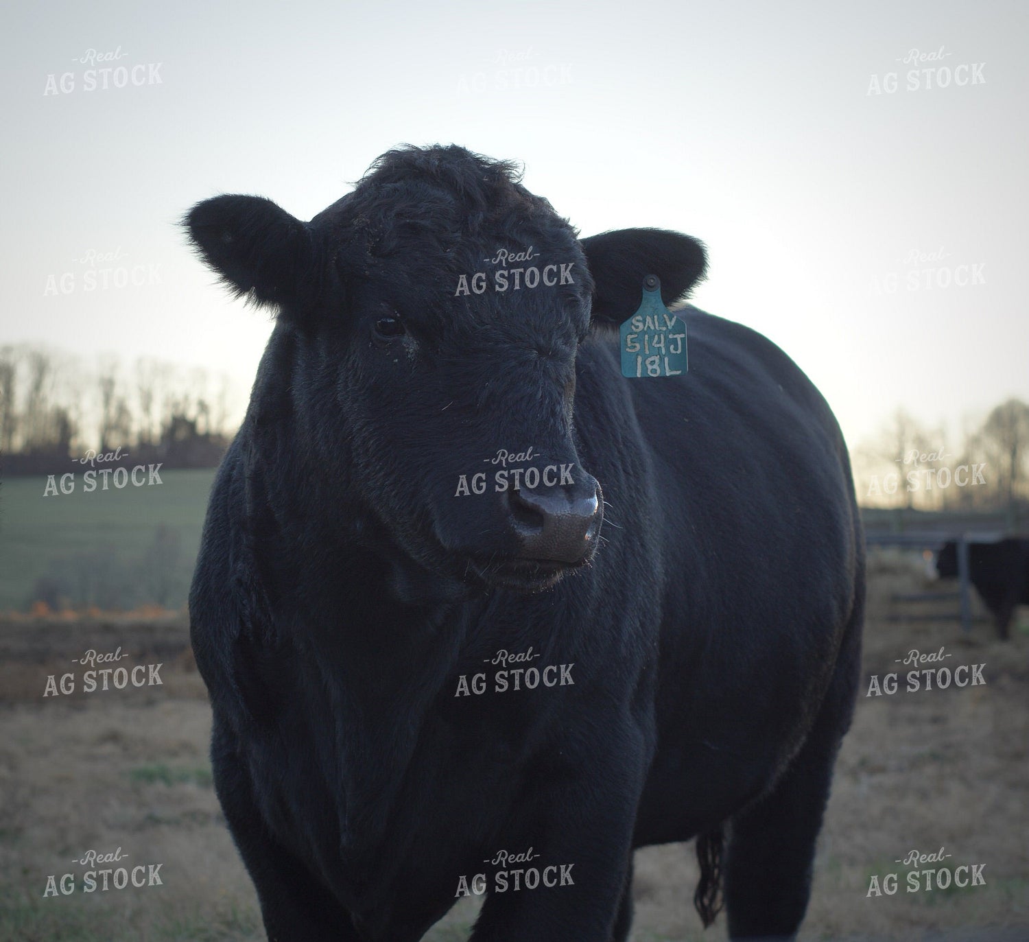 Black Angus Cattle 251115