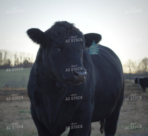 Black Angus Cattle 251115