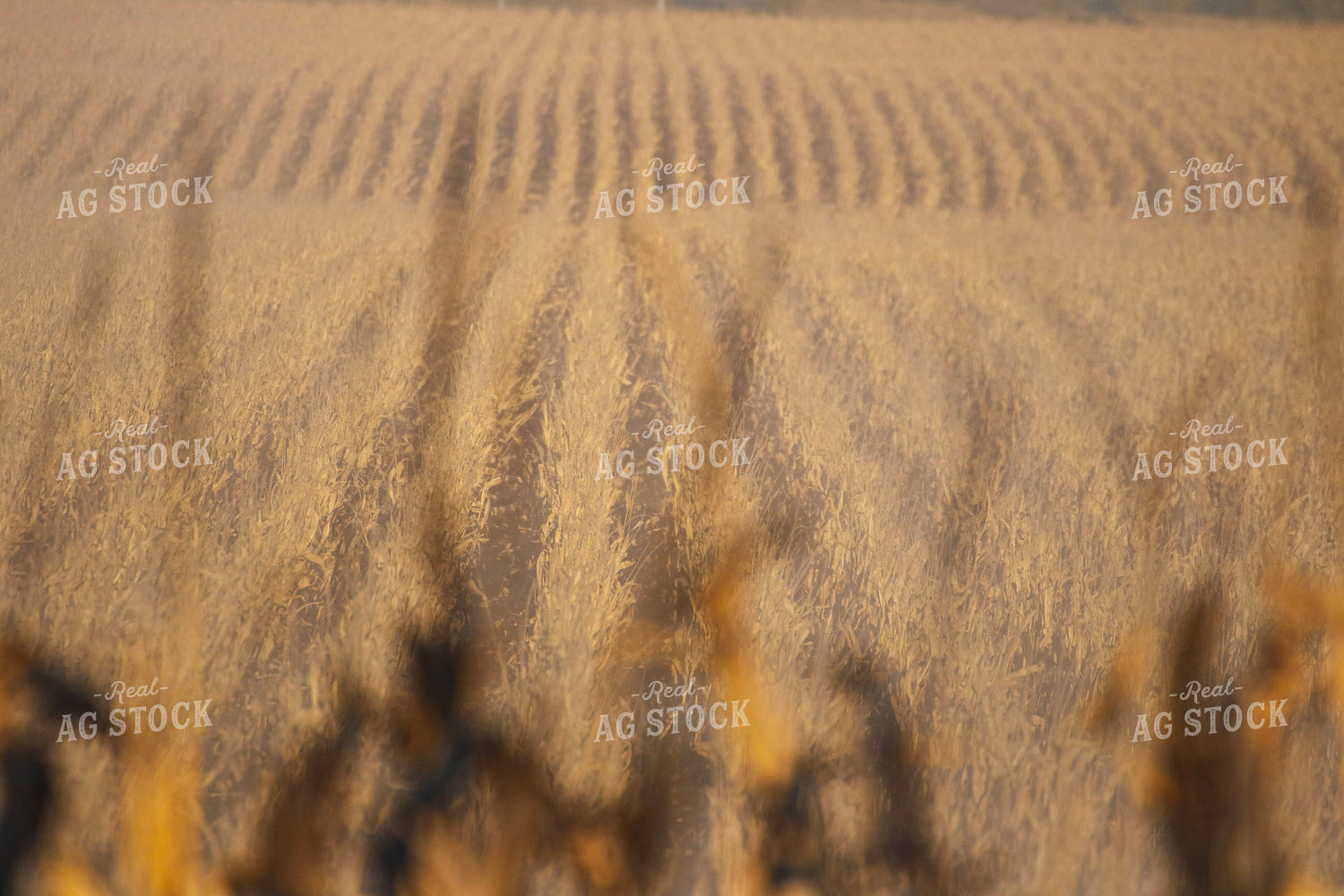 Dried Corn Field 82341