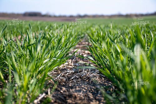 Green Wheat Field 50115