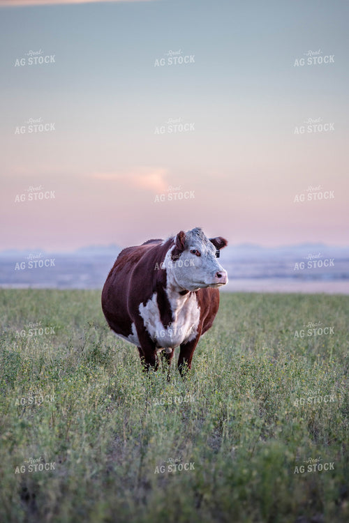 Hereford Cattle on Pasture 81166