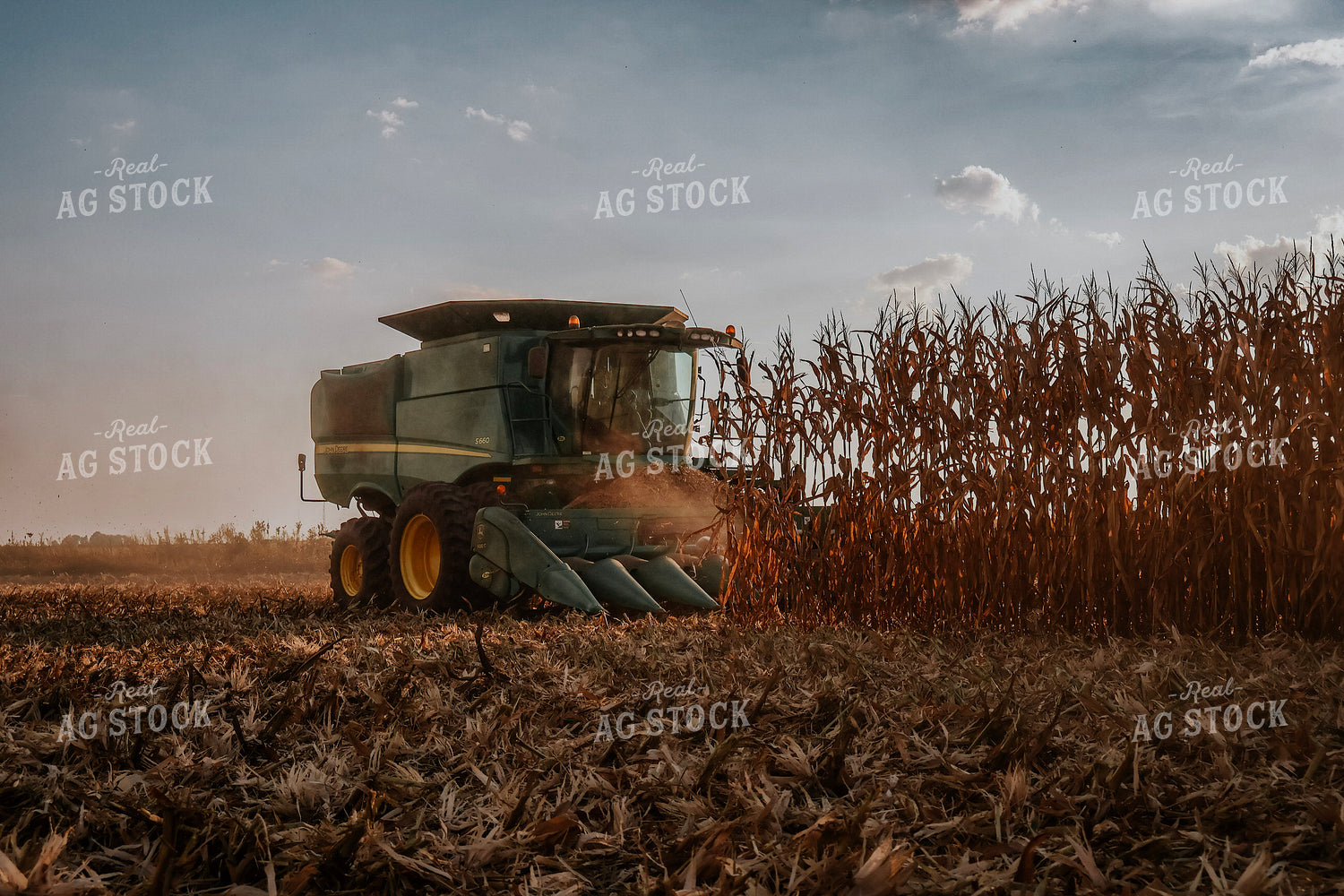 Corn Harvest 289002