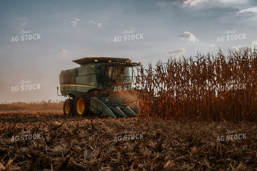 Corn Harvest 289002