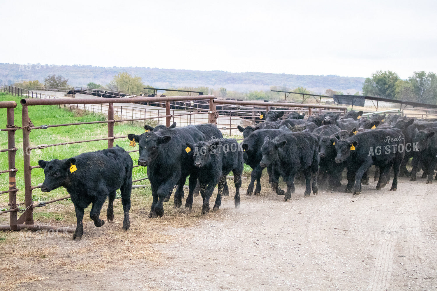 Cow Calf Pairs Moving 214279