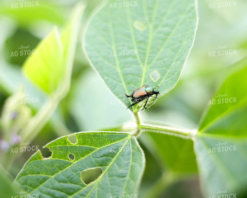 Japanese Beetle on Soybean Leaf 178153