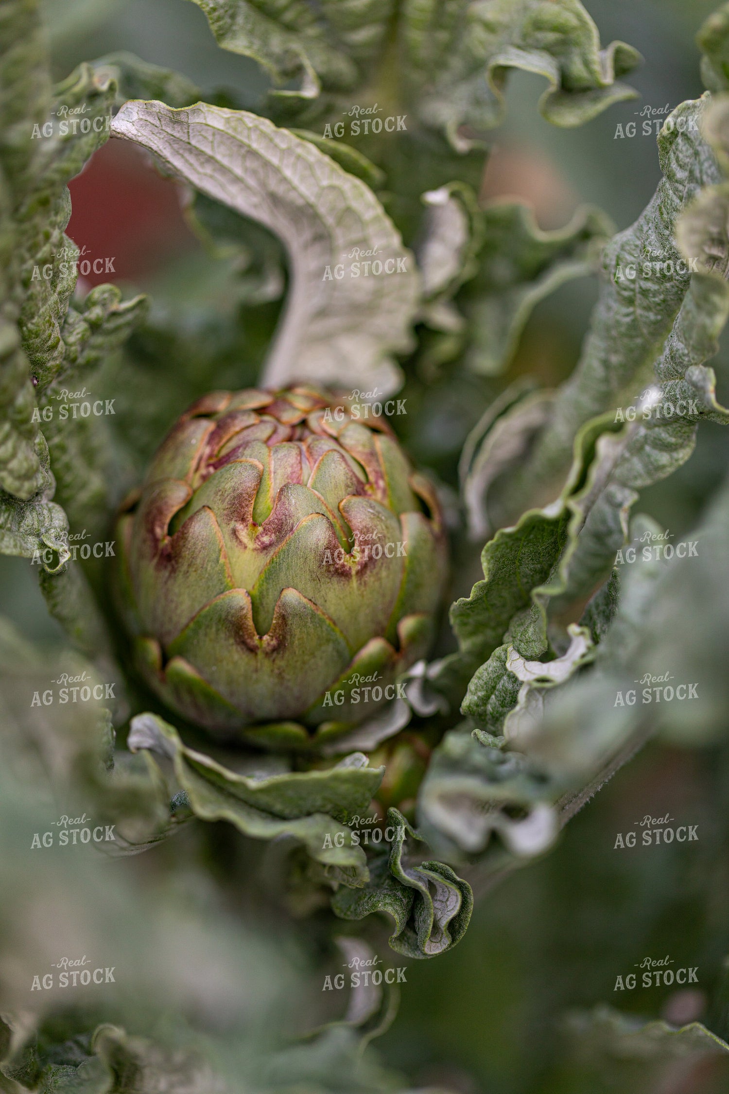 Artichoke 276002