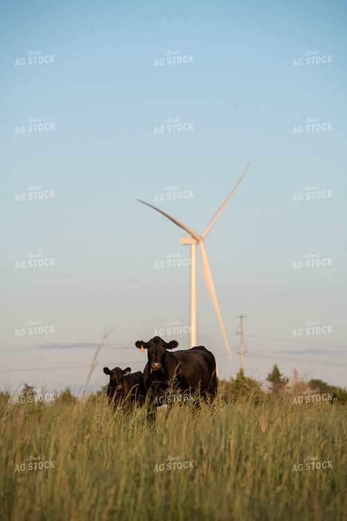 Cattle on Pasture 76485