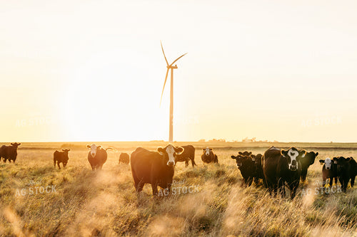 Cattle on Pasture 68252