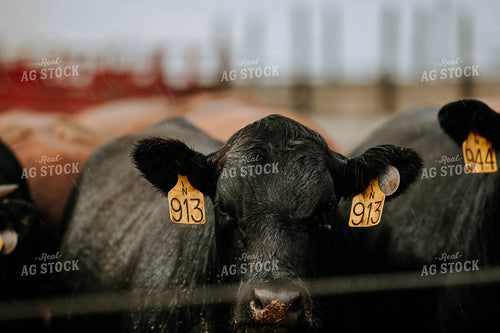 Cow in Farmyard 77102
