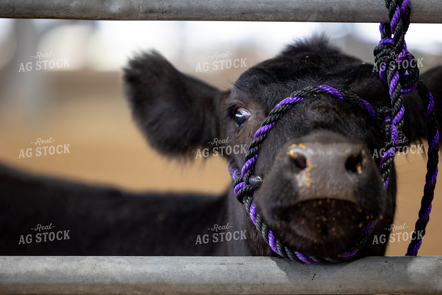 Show Cattle 143001