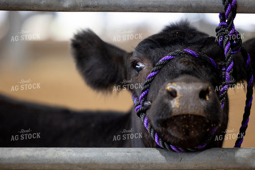 Show Cattle 143001