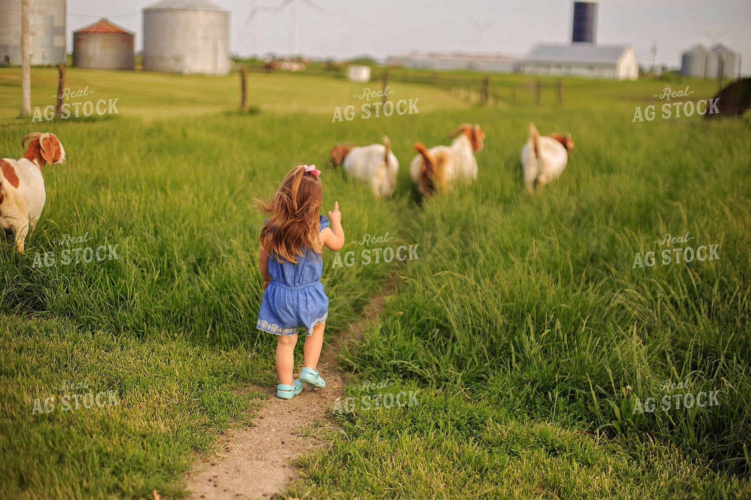 Farm Kid Walking With Goats 93150