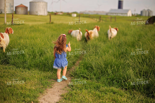 Farm Kid Walking With Goats 93150