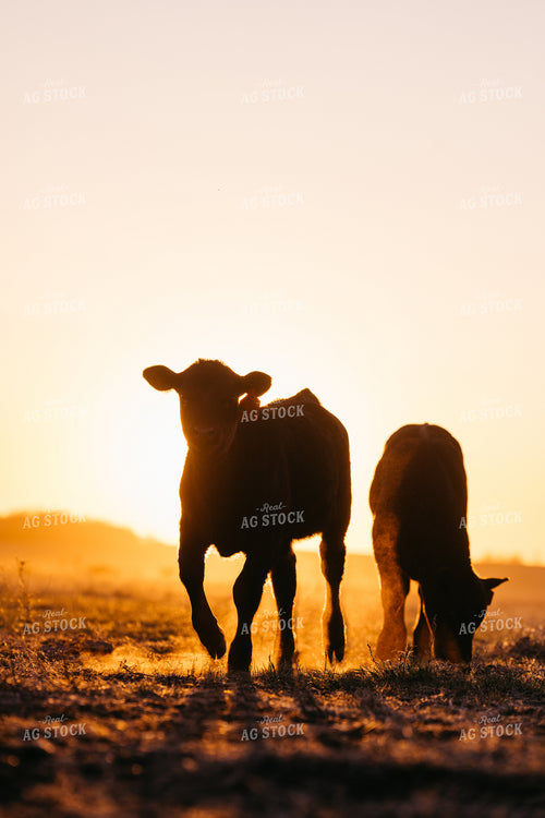Calves at Sunset 68327