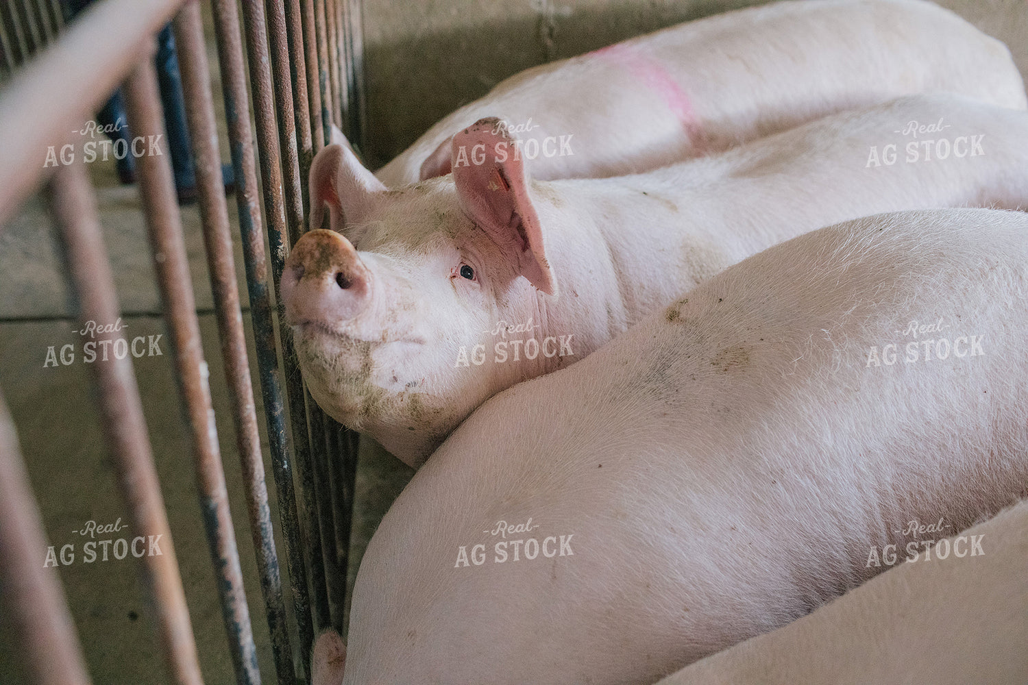 Pig in Pen in Modern Barn 3238