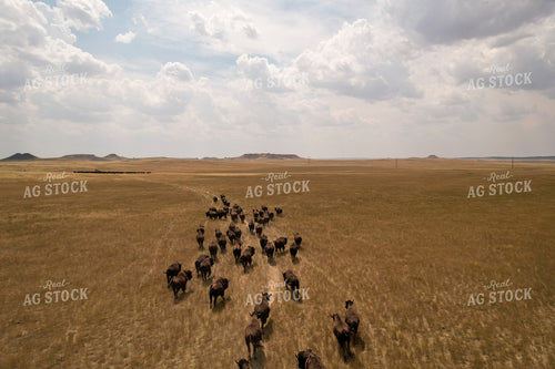 Aerial of American Bison on Pasture 261059