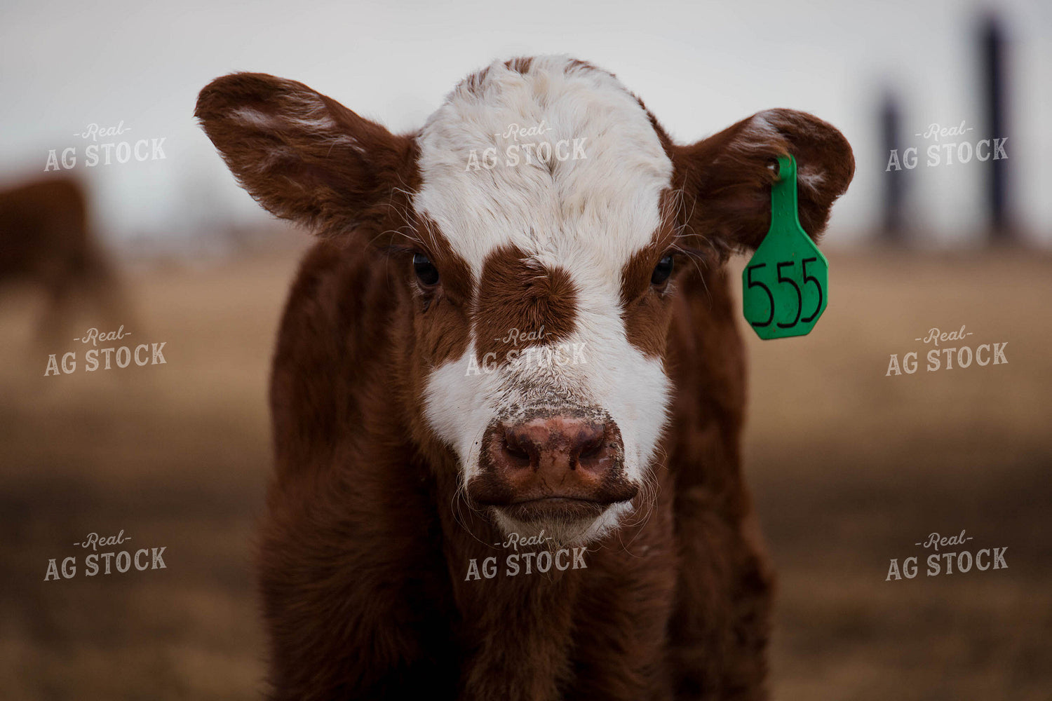 Crossbred Calf 97140