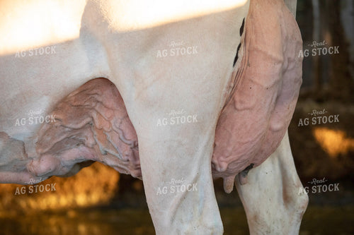 Holstein Udders 55274