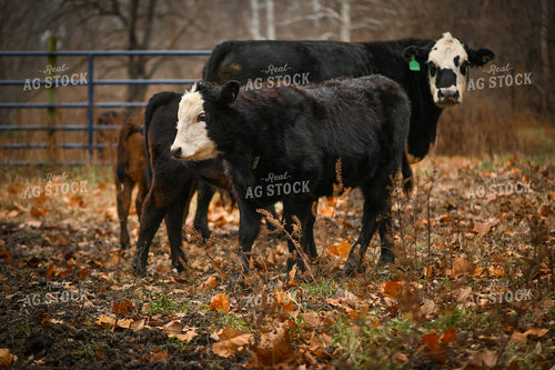 Cow Calf Pairs in Pasture 191295