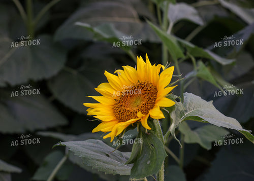 Sunflowers 160182
