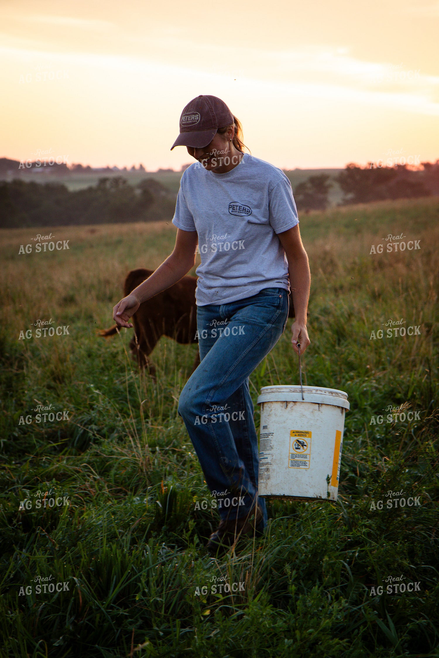 Female Cattle Producer 268355