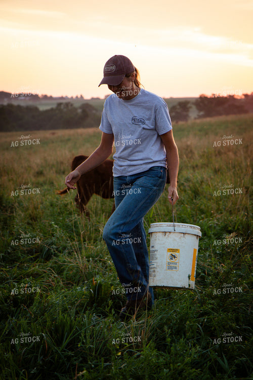 Female Cattle Producer 268355