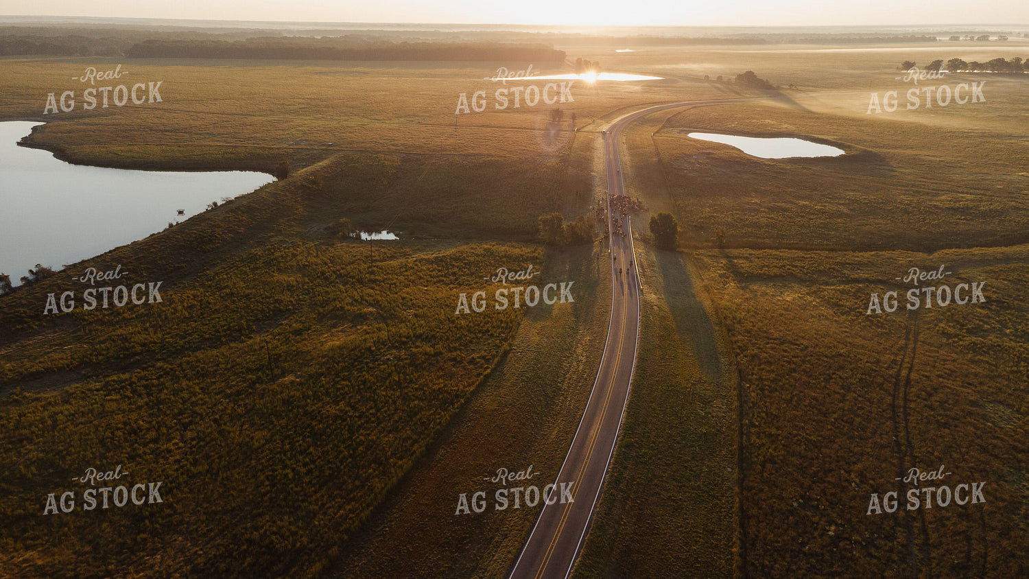 Aerial of Cattle Drive 301059