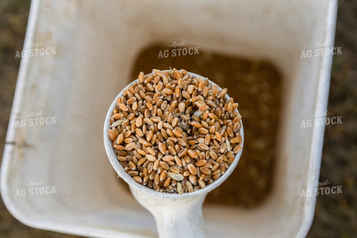 Sampling Harvested Wheat 187273
