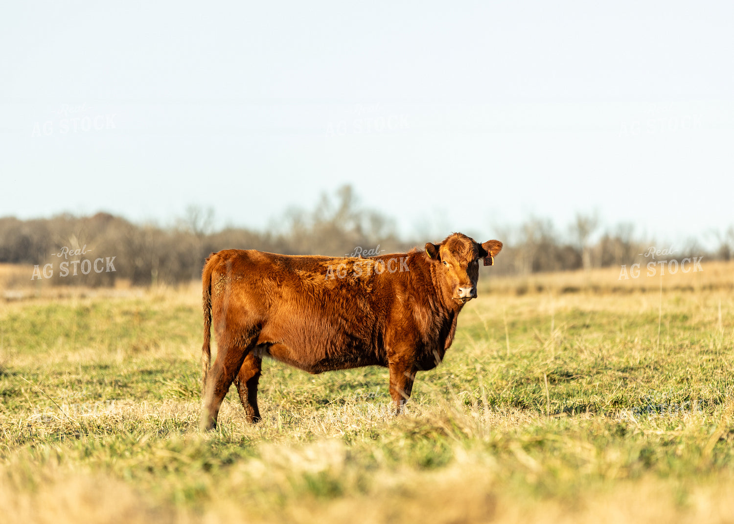 Red Angus Cow on Pasture 264079