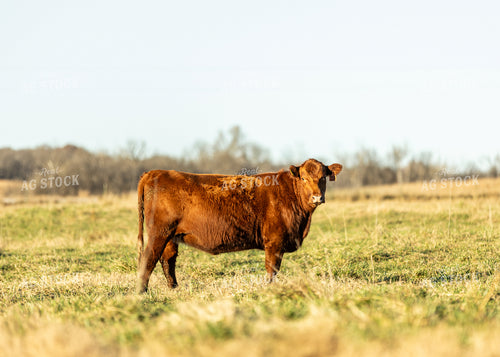 Red Angus Cow on Pasture 264079