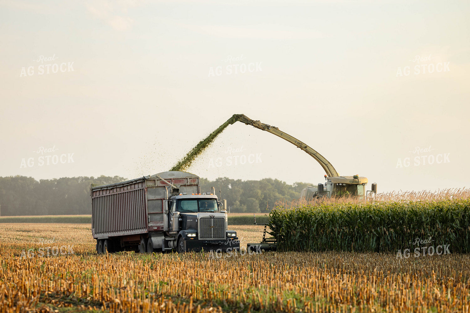 Chopping Corn Silage 152961