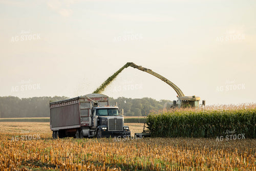 Chopping Corn Silage 152961