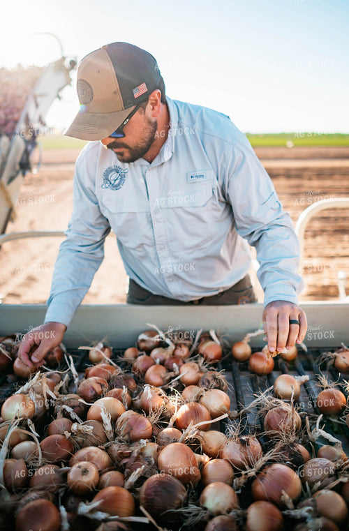 Onion Harvest 56730