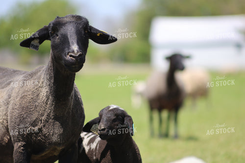 Lambs and Ewes 84269