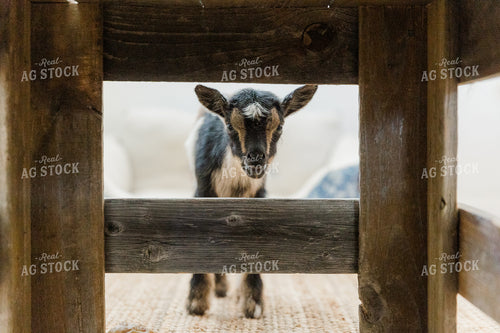 Goat 184013