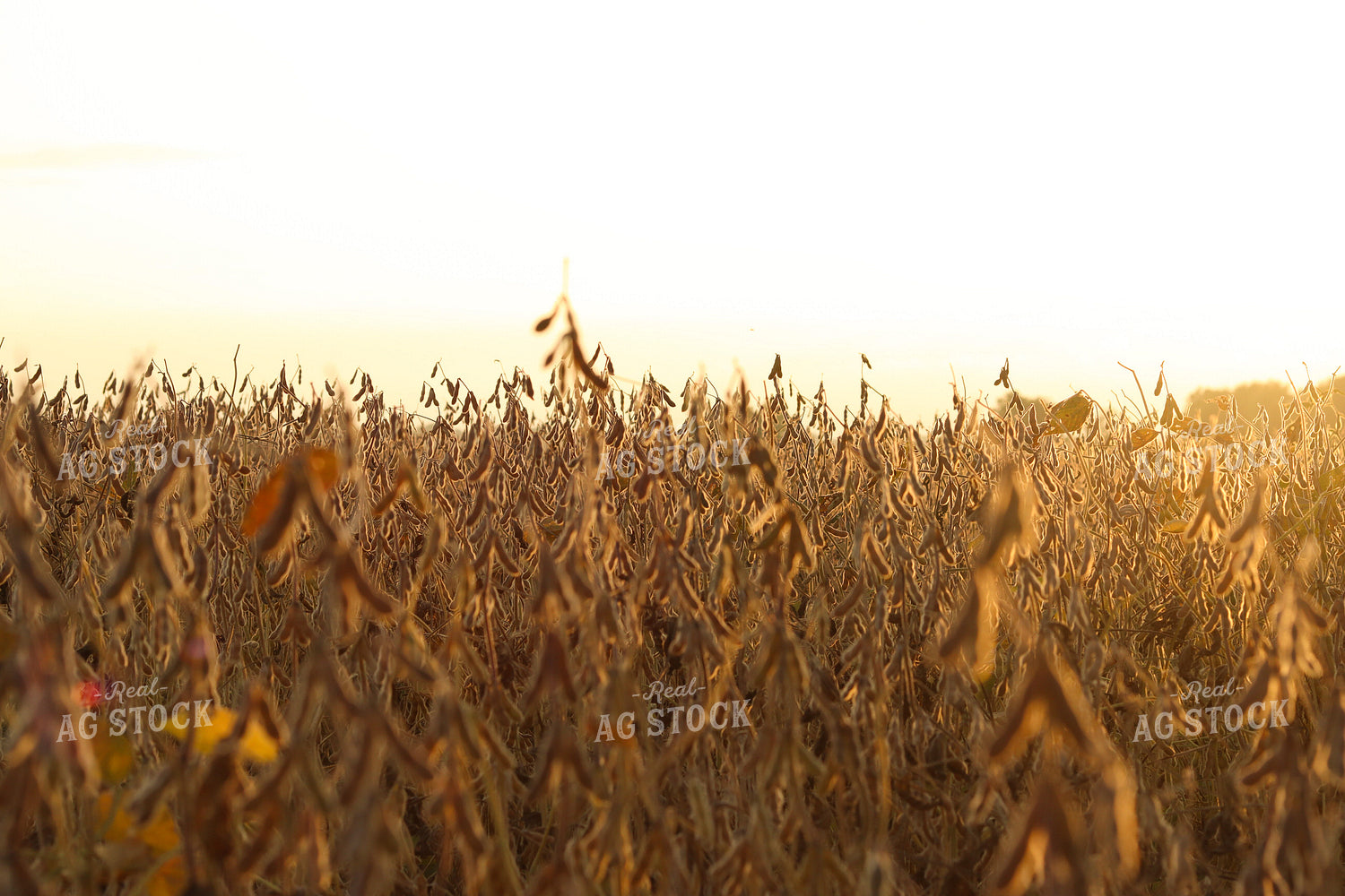 Dried Soybeans 109111