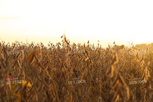 Dried Soybeans 109111