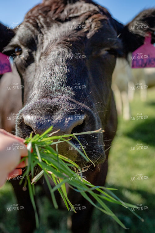 Handfeeding Cattle Grass 155309