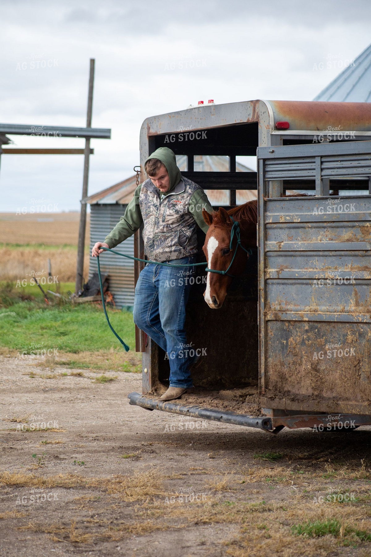 Young Male Rancher Unloading Chestnut Horse from Livestock Trailer 406003